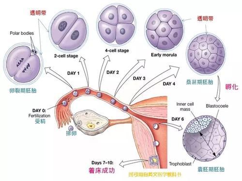 武汉三代供卵试管平台(武汉三代供卵试管平台:助力家庭实现生育梦想)